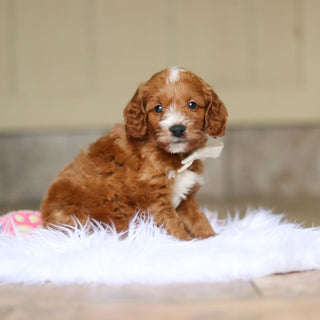 Newton - Available 6/5