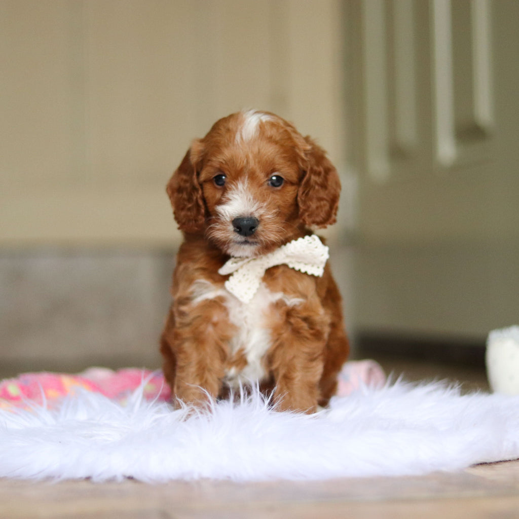 Newton - Available 6/5