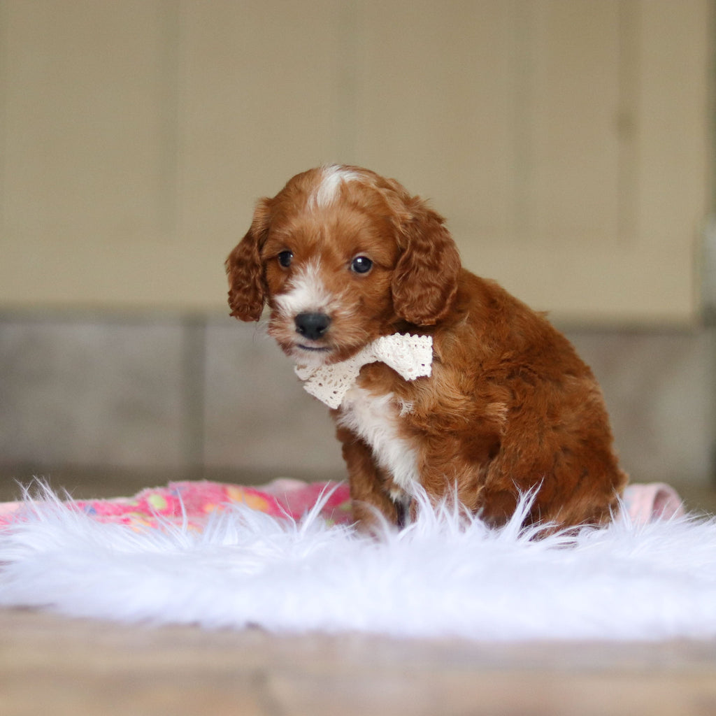 Newton - Available 6/5