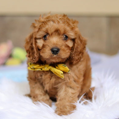 Douglas - Available Now