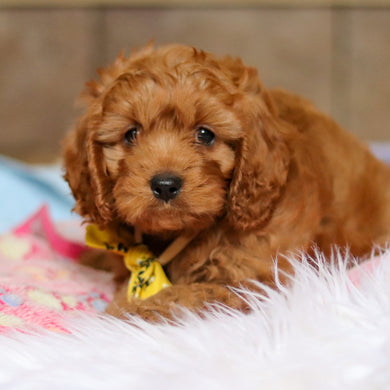 Douglas - Available Now