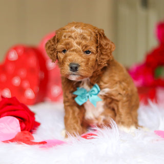 Enzo - Available 3/12