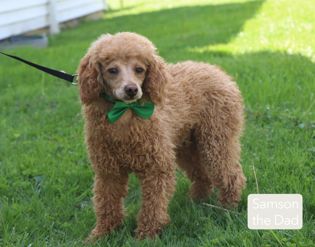 Charles - Available 12/17