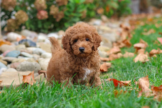 Magoo - Available 10/22