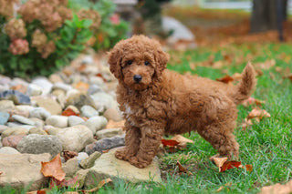 Magoo - Available 10/22