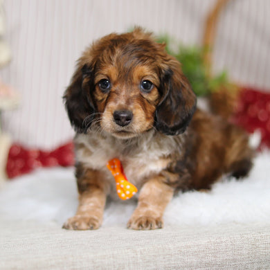 Milton - Available 4/2