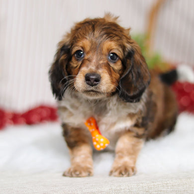 Milton - Available 4/2