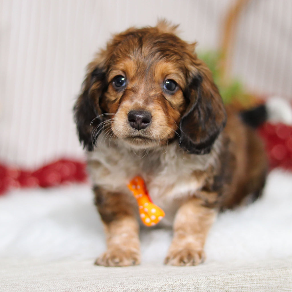 Milton Pre-Trained - Available 6/8