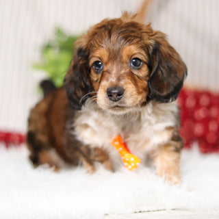 Milton - Available Now