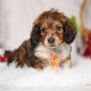 Milton - Available Now