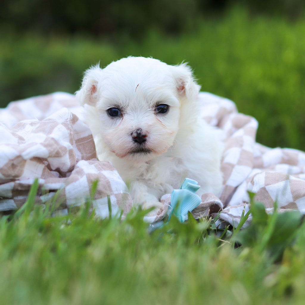 Monty - Available Now