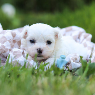 Monty - Available Now