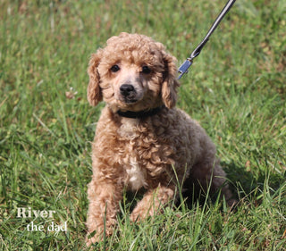 Murray - Available 12/17