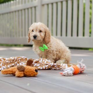 Linus - Available Now