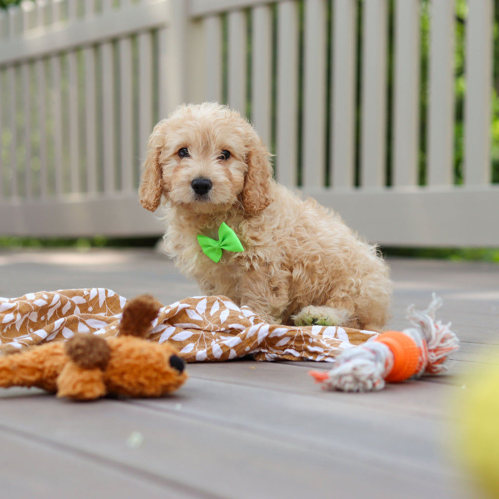 Linus - Available Now