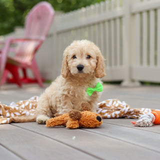 Linus - Available Now