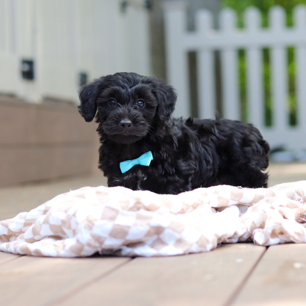 Casey - Available Now