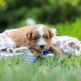 Pascal - Available 6/25