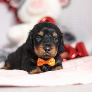 Bobby - Available 2/26