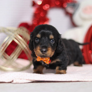 Bobby - Available 2/26