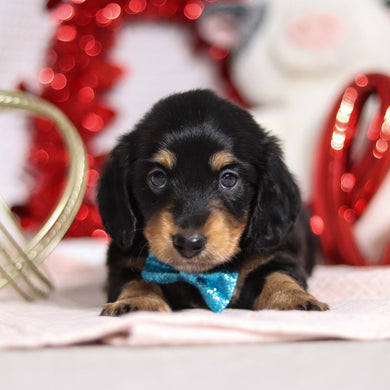 Boots - Available 2/26