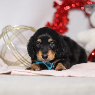 Boots - Available 2/26