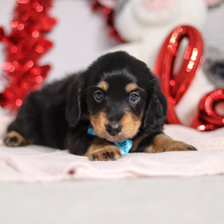 Boots - Available 2/26