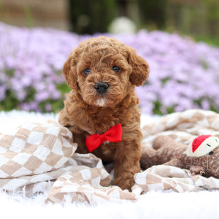 Archer - Available 5/21