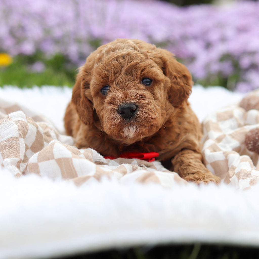 Archer - Available 5/21