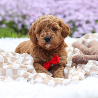 Archer - Available 5/21