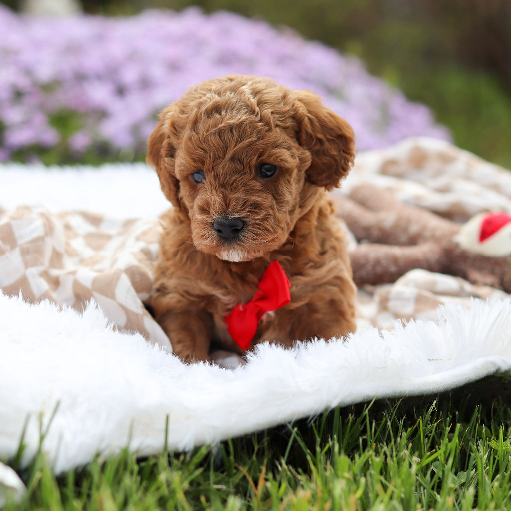 Archer - Available 5/21