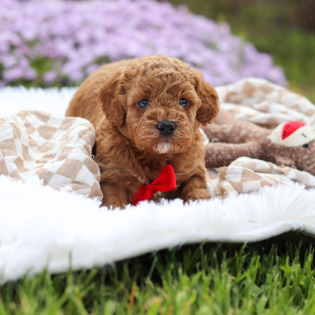 Archer - Available 5/21