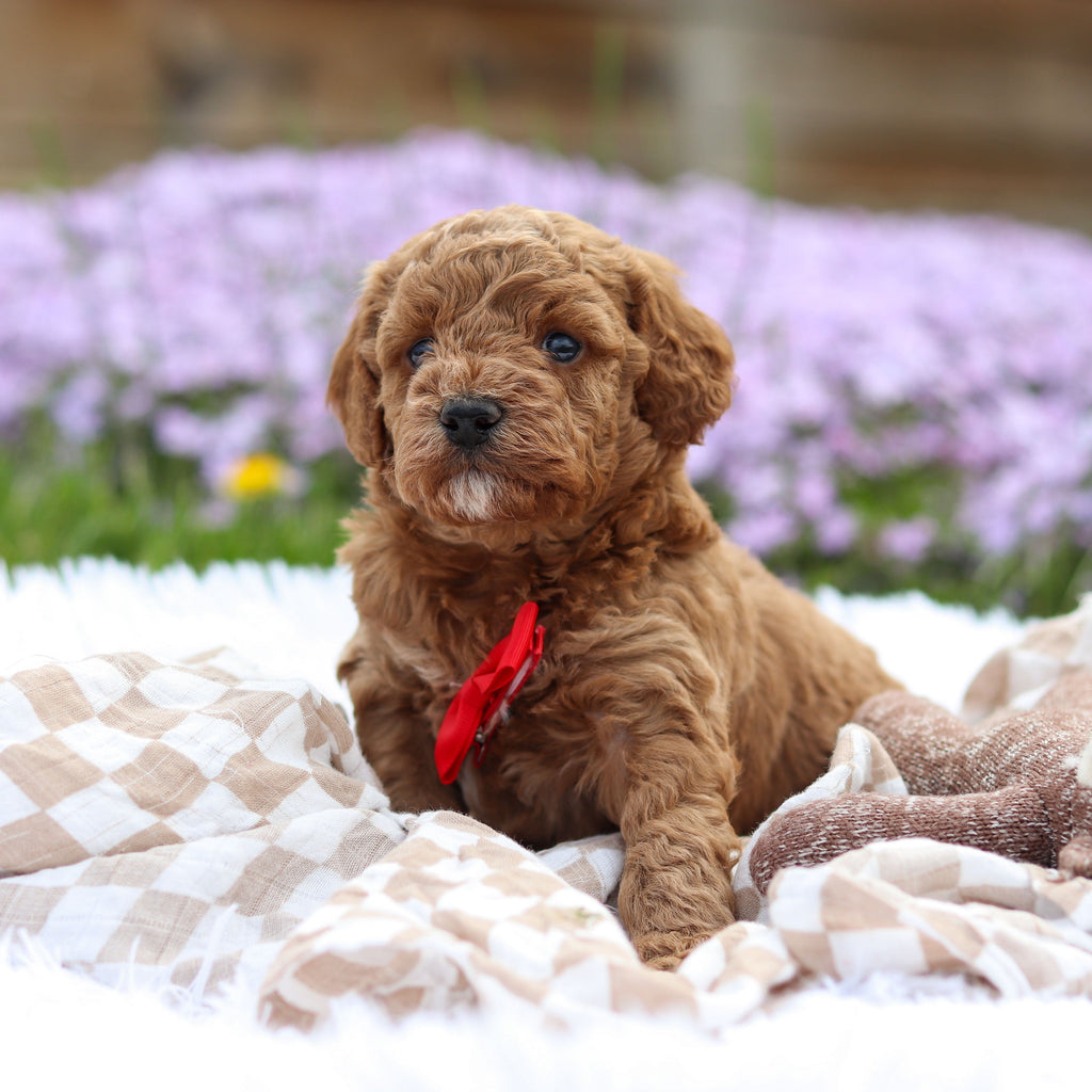 Archer - Available 5/21