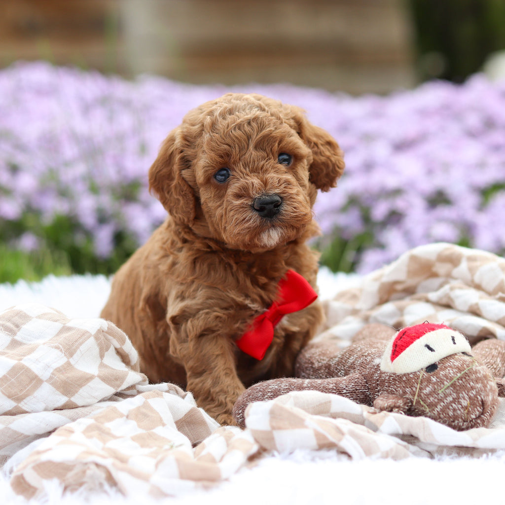 Archer - Available 5/21