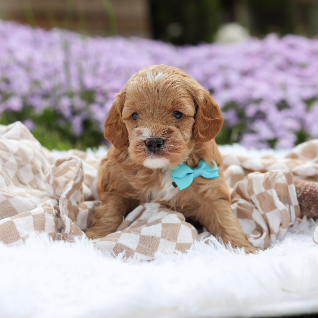 Atticus - Available 5/21