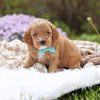 Atticus - Available 5/21