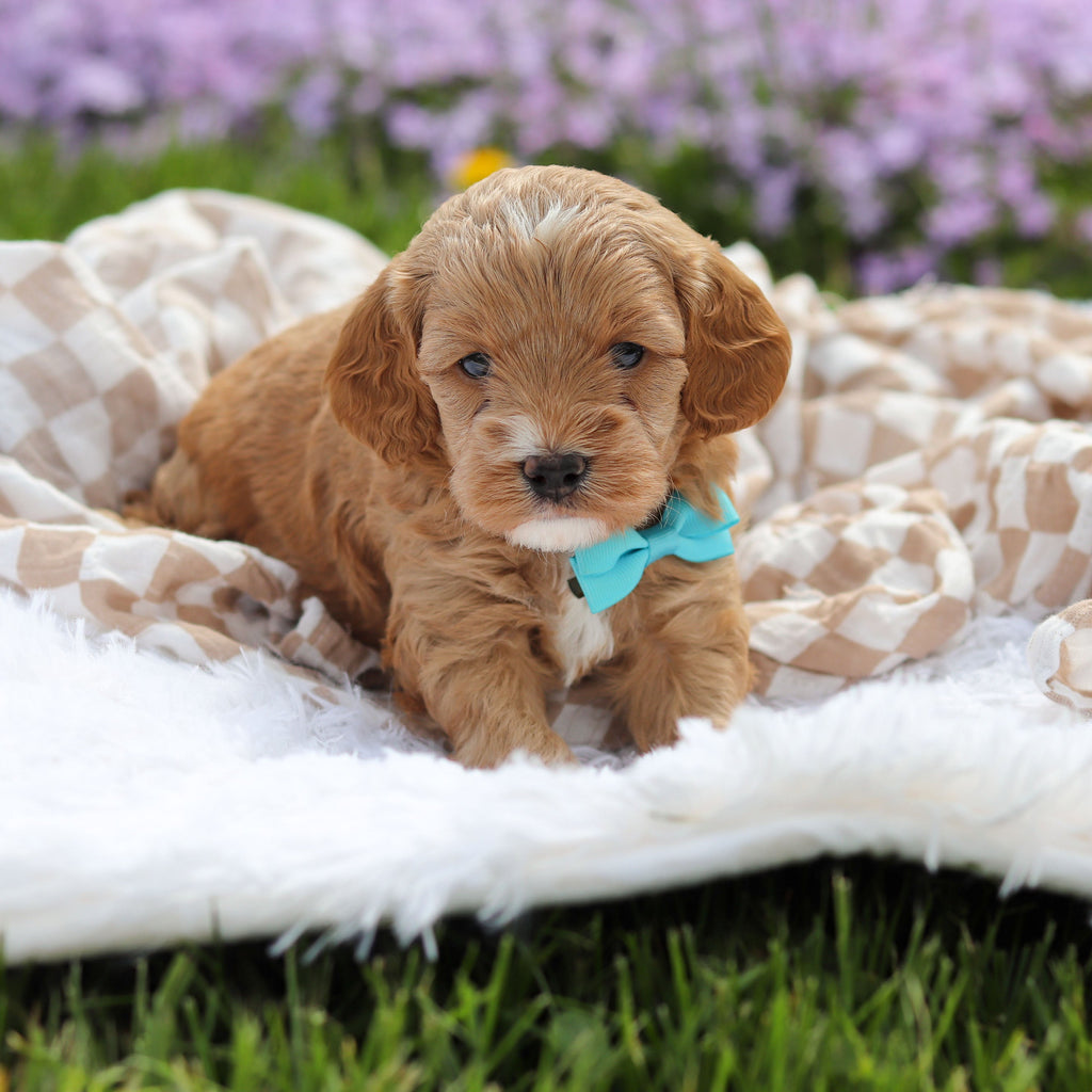 Atticus - Available 5/21