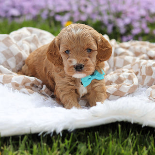 Atticus - Available 5/21