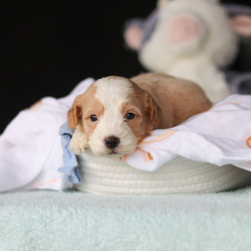 Jace - Available 10/29