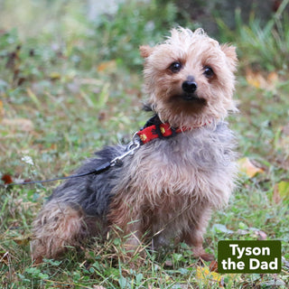 Shay - Available 12/17