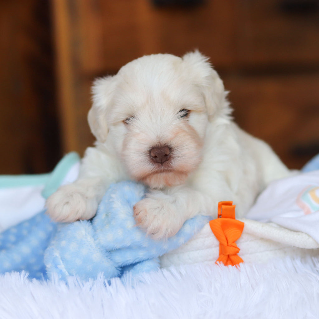 Chandler - Available Now