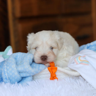 Chandler - Available Now