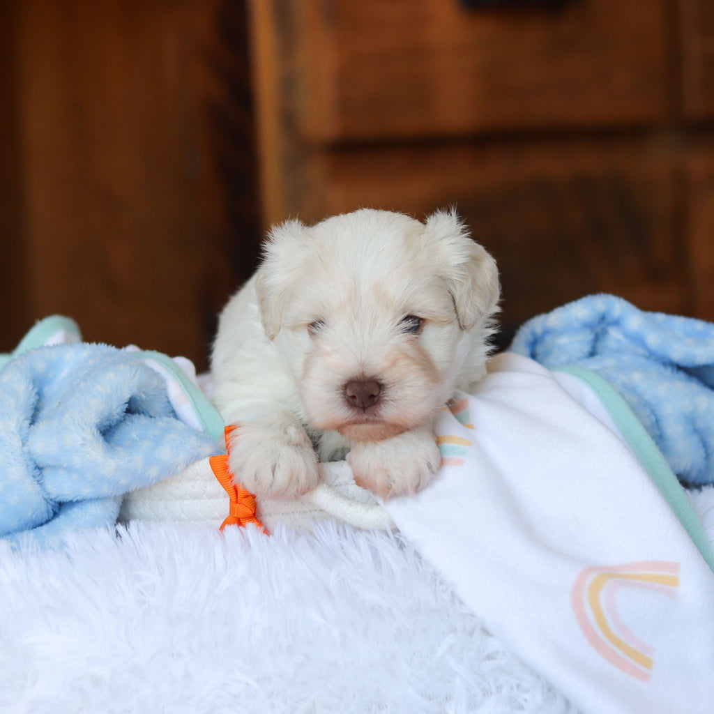 Chandler - Available Now