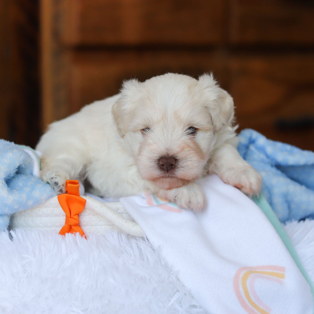 Chandler - Available Now