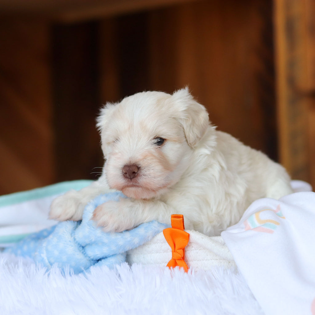 Chandler - Available Now