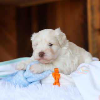 Chandler - Available 6/18
