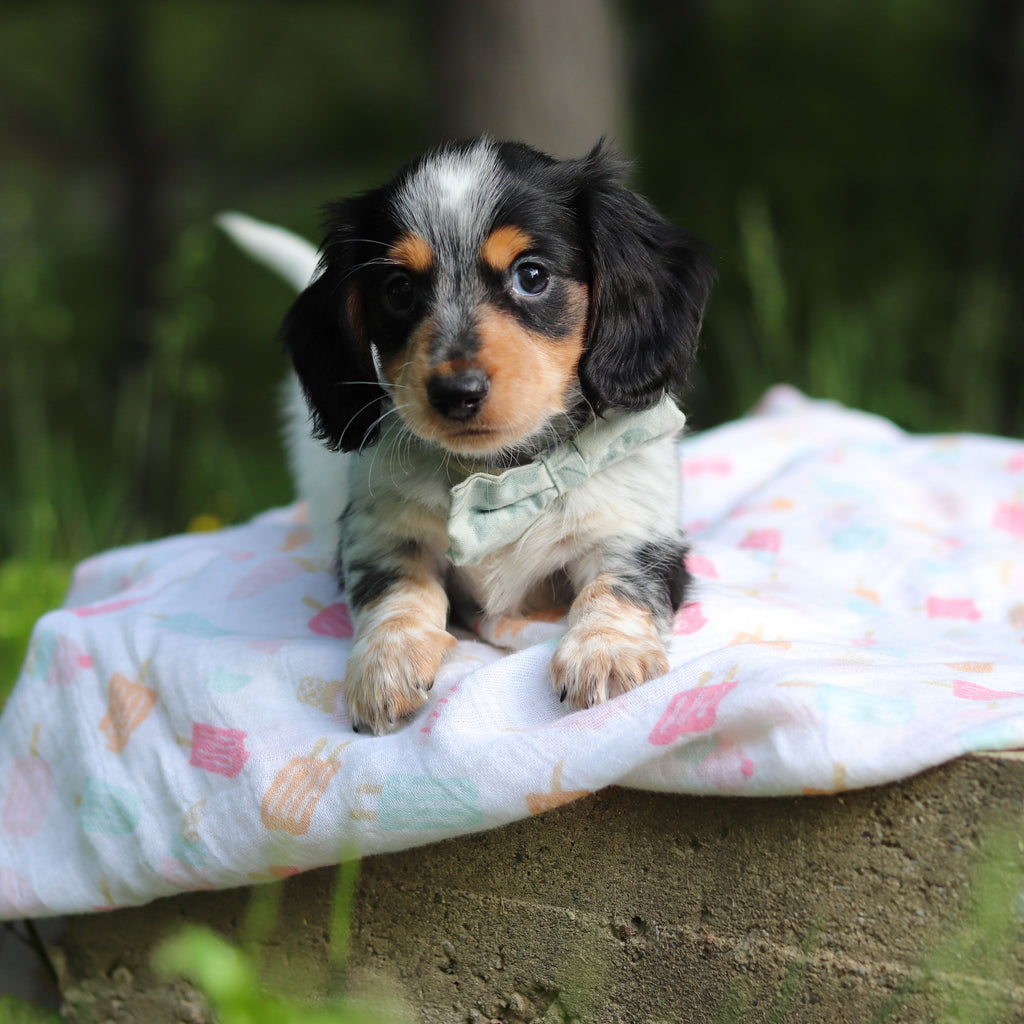 Dexter - Available 6/4