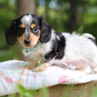 Dexter - Available 6/4