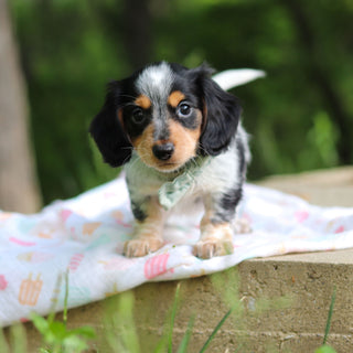 Dexter - Available 6/4