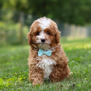 Keegan - Available 7/23